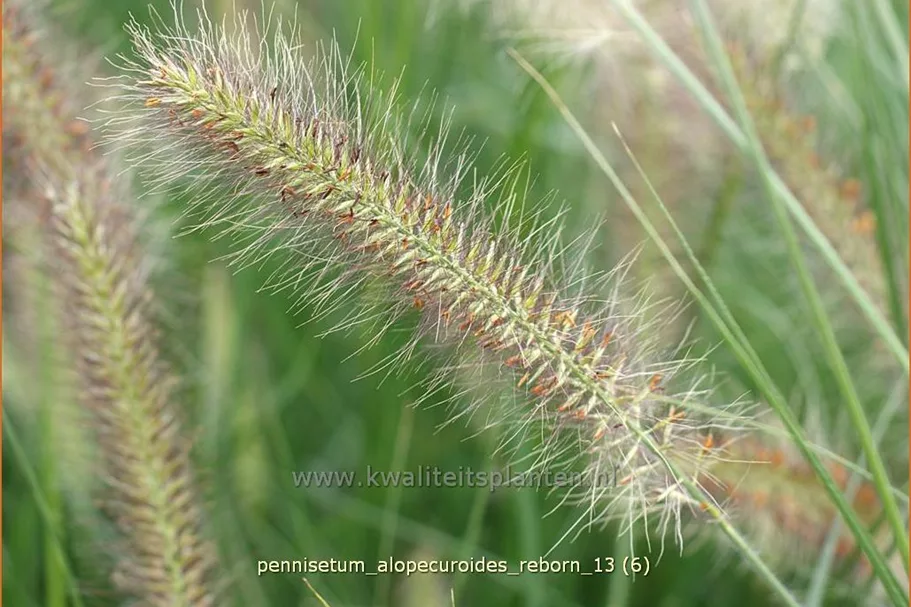 Pennisetum alopecuroides 'Reborn'