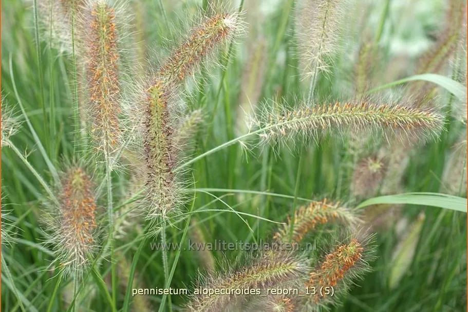 Pennisetum alopecuroides 'Reborn'