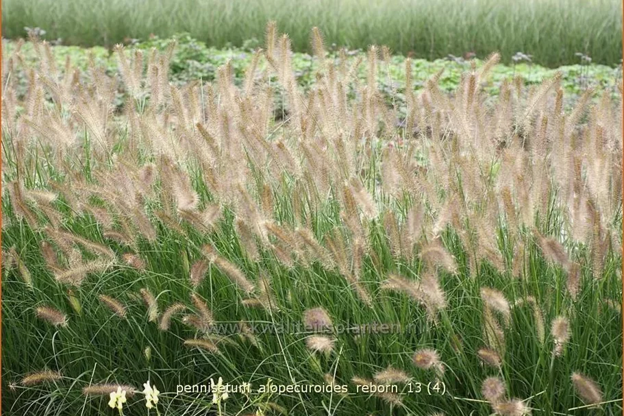 Pennisetum alopecuroides 'Reborn'
