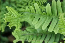 Polypodium vulgare 'Bifido Multifidum'