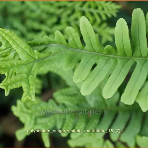 Polypodium vulgare 'Bifido Multifidum'
