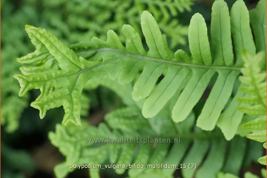 Polypodium vulgare 'Bifido Multifidum'