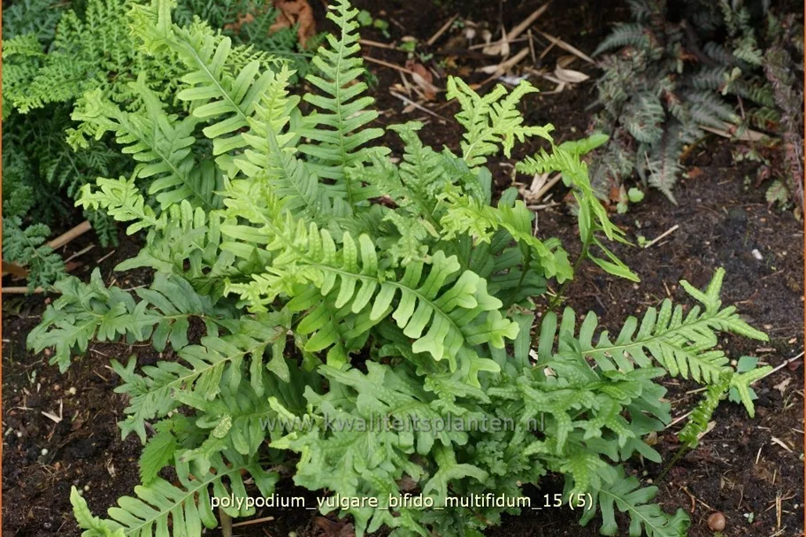 Polypodium vulgare 'Bifido Multifidum'