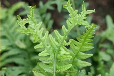 Polypodium vulgare 'Bifido Multifidum'