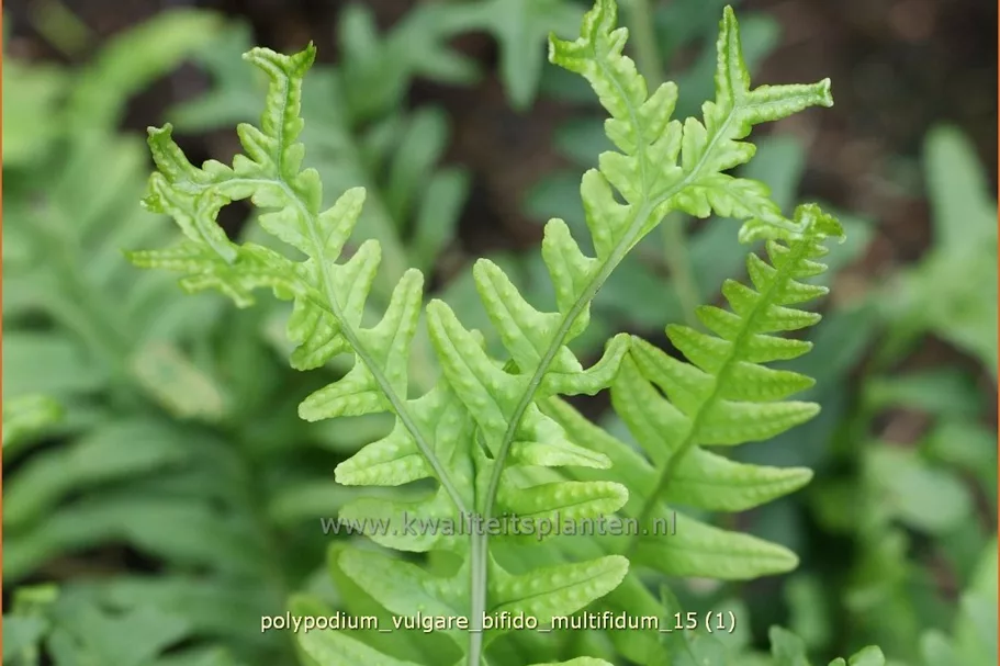 Polypodium vulgare 'Bifido Multifidum'