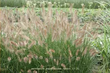 Pennisetum alopecuroides 'Reborn'