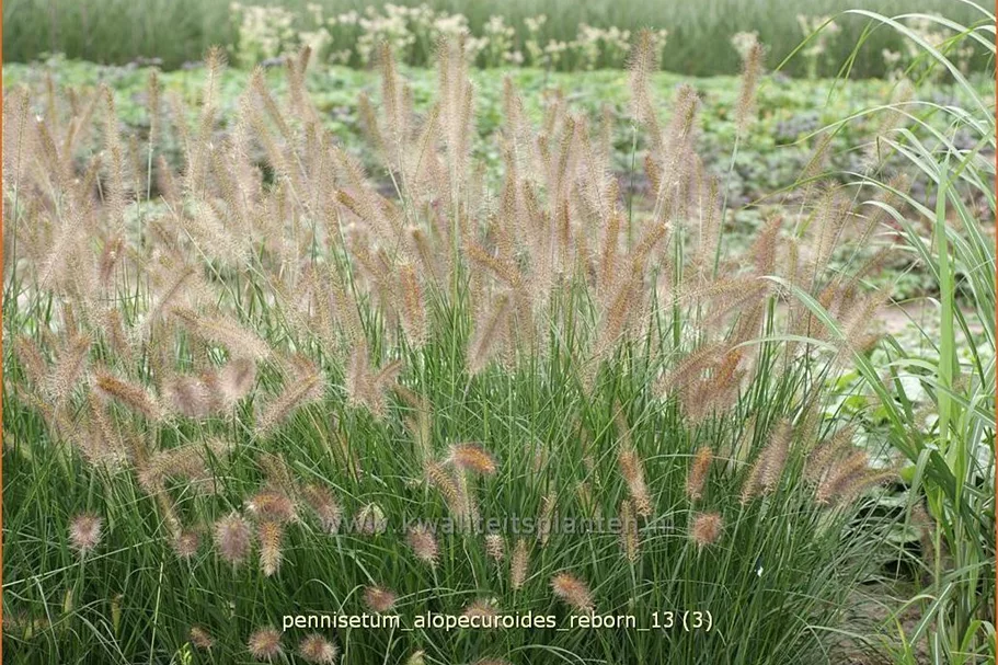 Pennisetum alopecuroides 'Reborn'