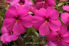 Phlox douglasii 'Red Admiral'