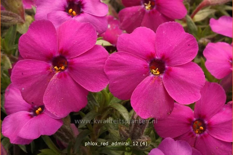 Phlox douglasii 'Red Admiral'