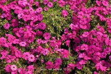 Phlox douglasii 'Red Admiral'