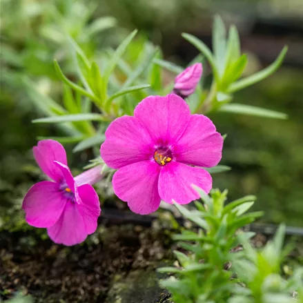 Phlox douglasii 'Red Admiral'
