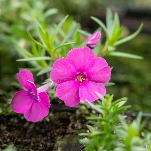 Phlox douglasii 'Red Admiral'