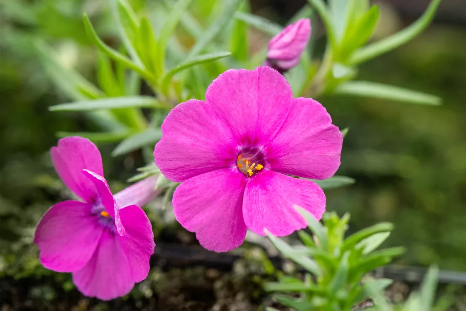 Phlox douglasii 'Red Admiral'