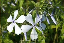 Phlox divaricata 'Dirigo Ice'