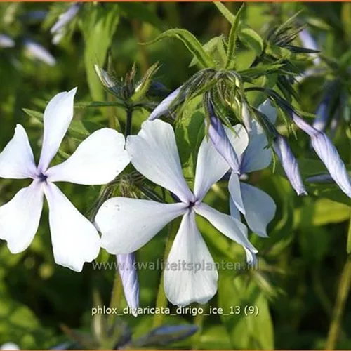 Phlox divaricata 'Dirigo Ice'