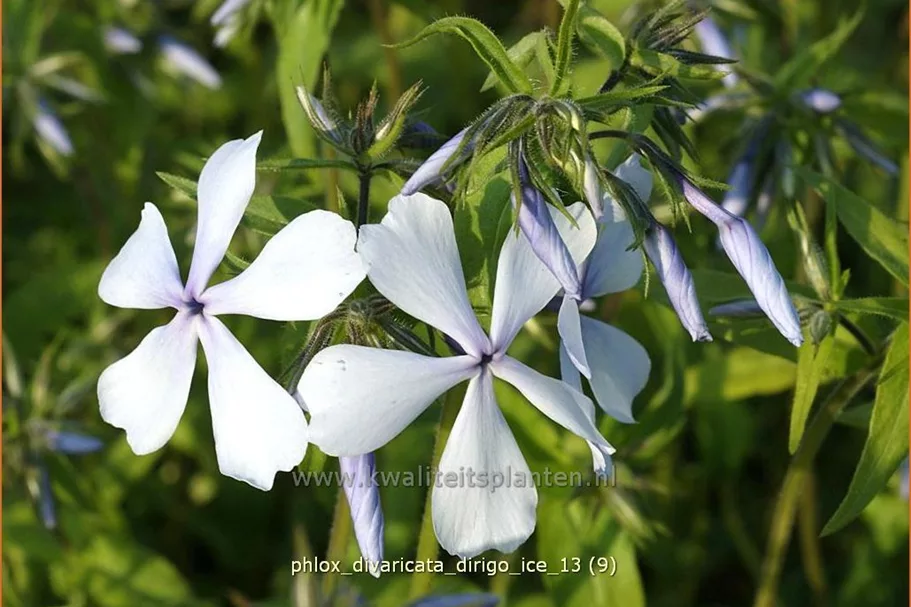 Phlox divaricata 'Dirigo Ice'