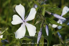 Phlox divaricata 'Dirigo Ice'