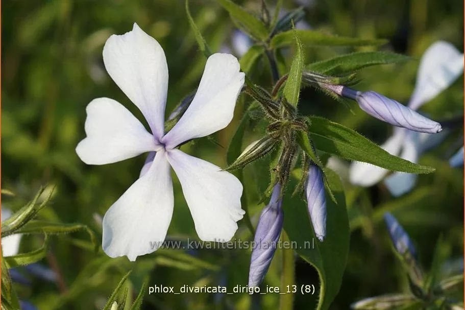 Phlox divaricata 'Dirigo Ice'