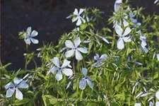 Phlox divaricata 'Dirigo Ice'