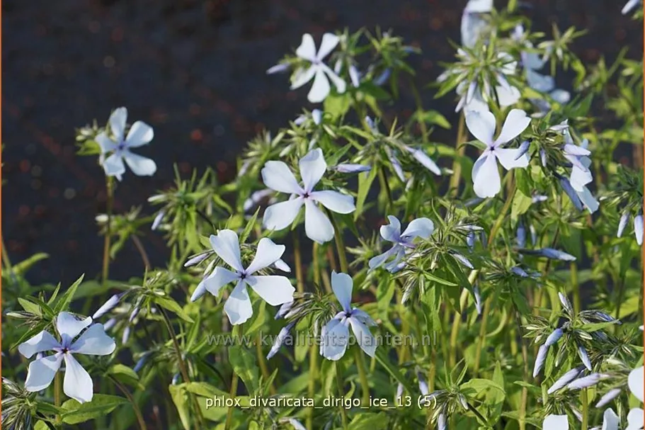 Phlox divaricata 'Dirigo Ice'