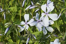 Phlox divaricata 'Dirigo Ice'