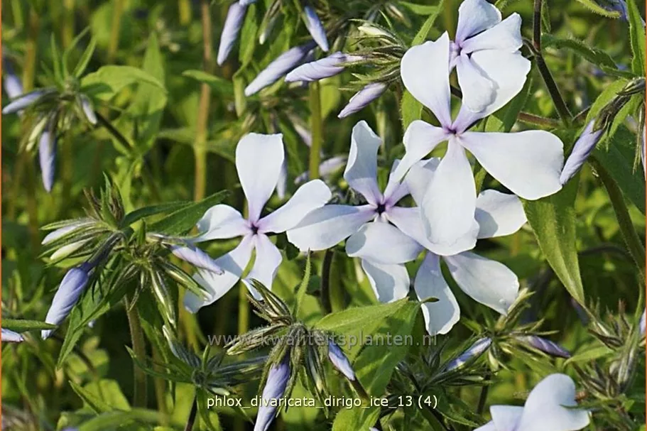 Phlox divaricata 'Dirigo Ice'