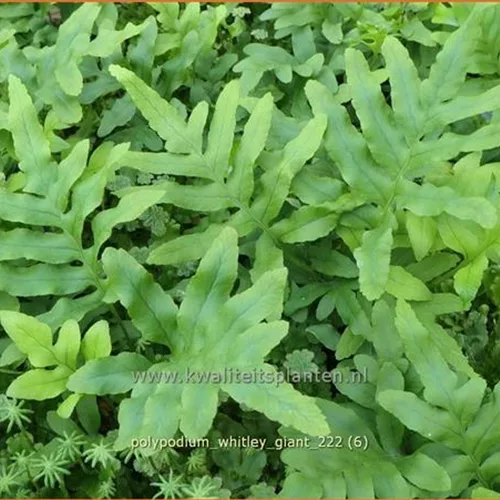 Polypodium 'Whitley Giant'