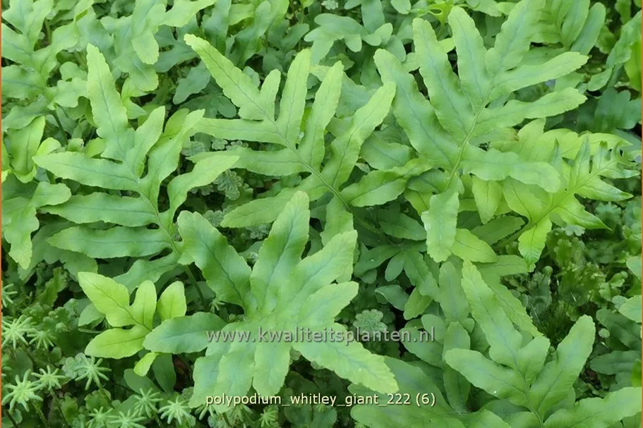 Polypodium 'Whitley Giant'