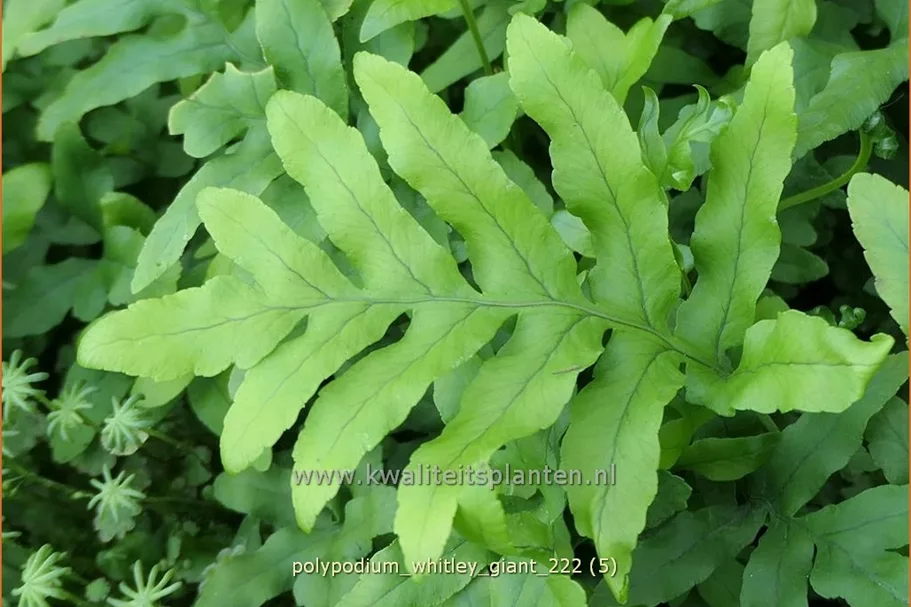 Polypodium 'Whitley Giant'