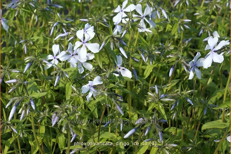 Phlox divaricata 'Dirigo Ice'