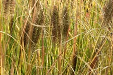 Pennisetum alopecuroides 'Red Head'