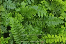 Polystichum acrostichoides