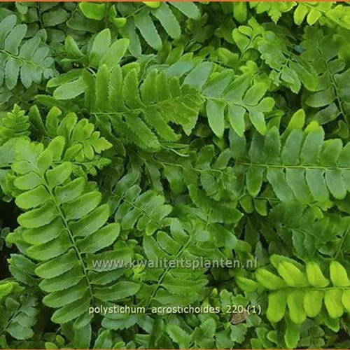 Polystichum acrostichoides
