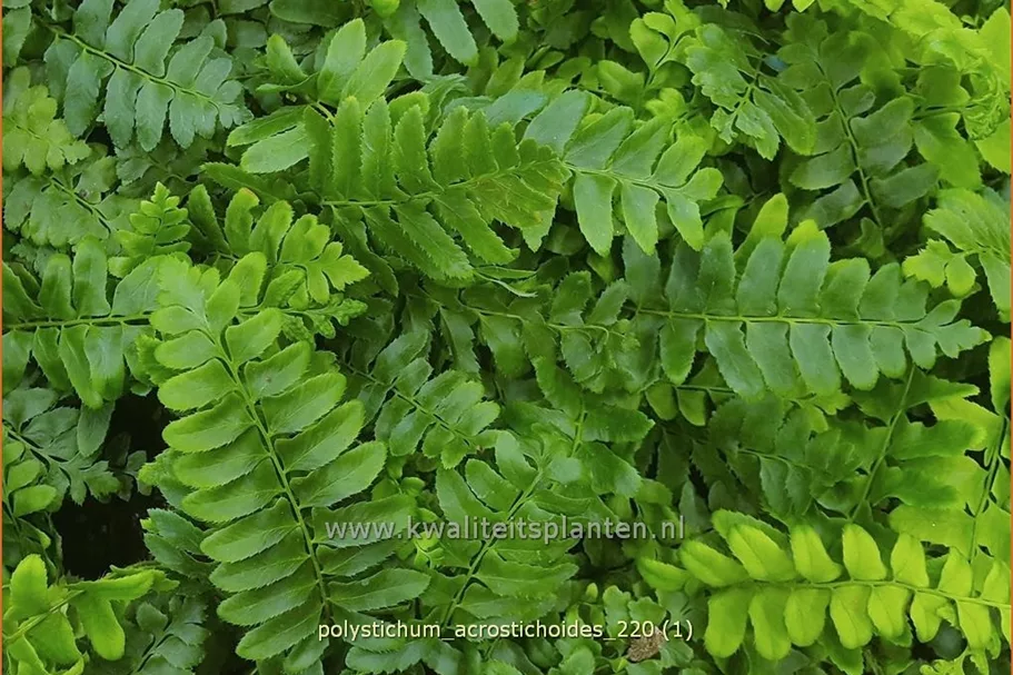 Polystichum acrostichoides