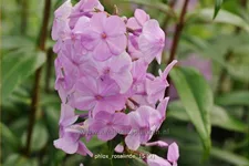 Phlox carolina 'Rosalinde'