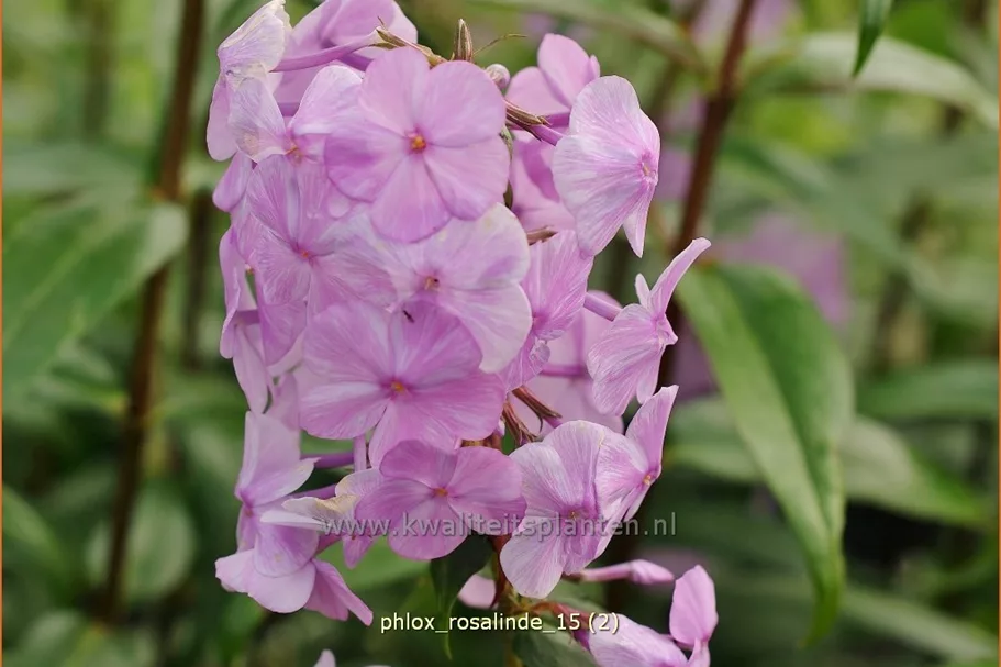 Phlox carolina 'Rosalinde'