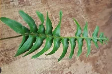 Polystichum acrostichoides