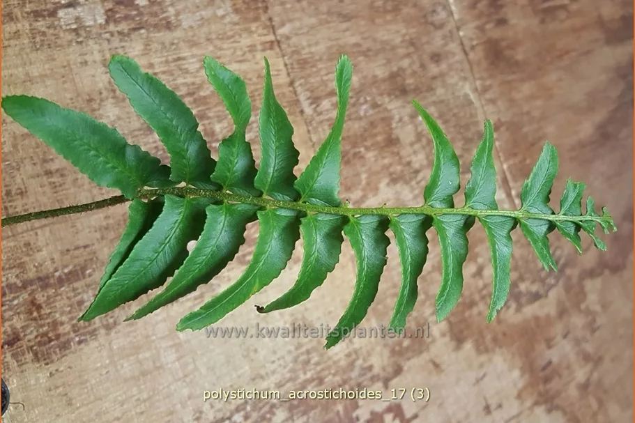 Polystichum acrostichoides