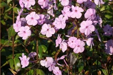 Phlox carolina 'Rosalinde'