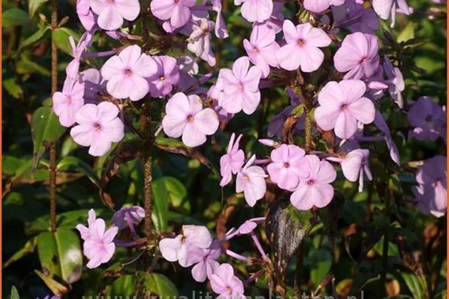 Phlox carolina 'Rosalinde'