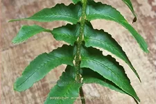 Polystichum acrostichoides
