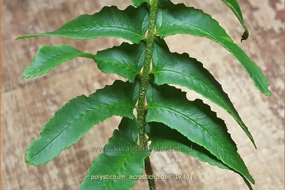 Polystichum acrostichoides