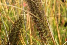 Pennisetum alopecuroides 'Red Head'