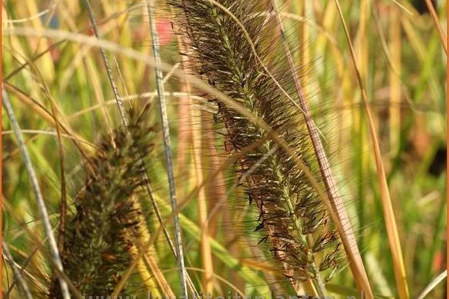 Pennisetum alopecuroides 'Red Head'