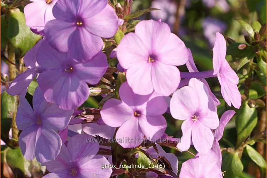 Phlox carolina 'Rosalinde'