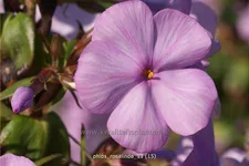 Phlox carolina 'Rosalinde'