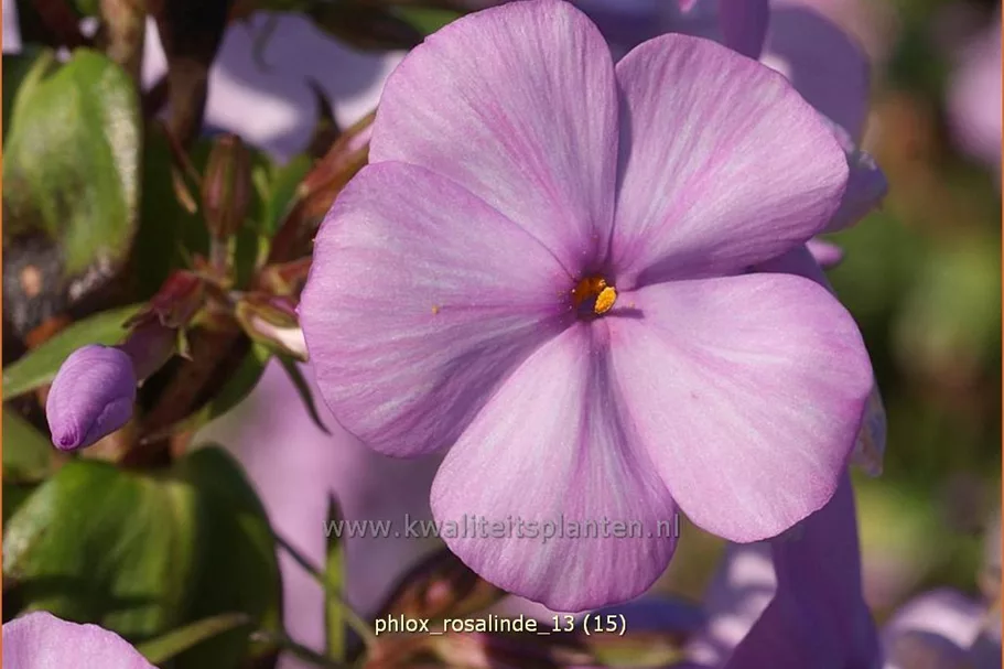 Phlox carolina 'Rosalinde'