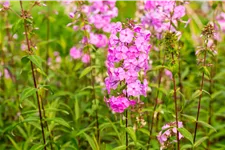 Phlox carolina 'Rosalinde'