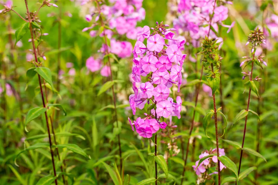 Phlox carolina 'Rosalinde'