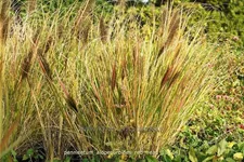 Pennisetum alopecuroides 'Red Head'